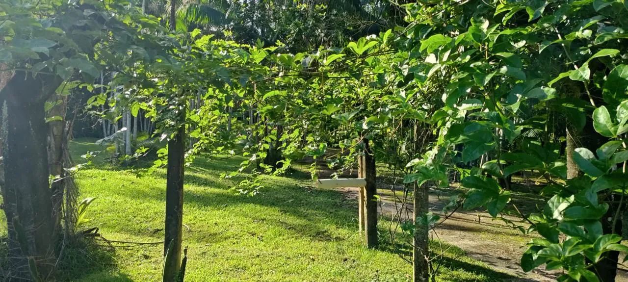 Vendo Excelente Sítio em Benevides - Foto 6