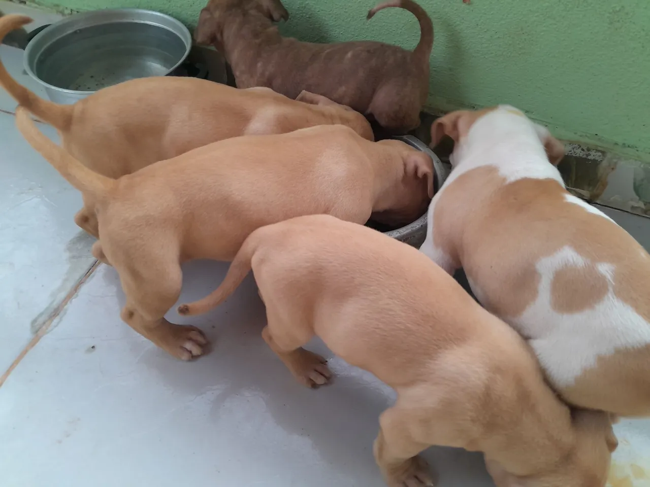 Filhotes de Pitbull porte grande *. Ainda  4 fêmea disponível. 