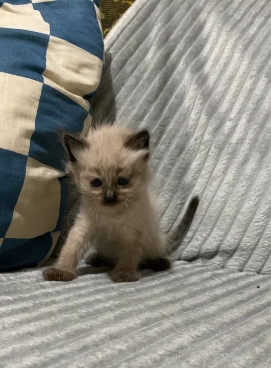 Lindas fêmeas de Angorá 