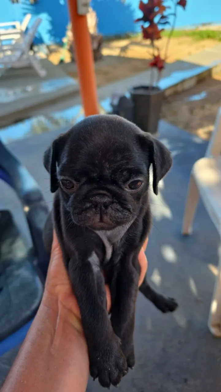 Filhote de Pug Macho