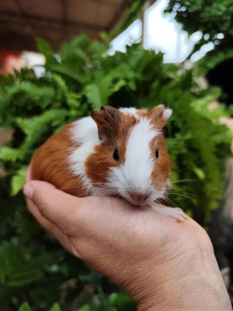 porquinho da india - Foto 4