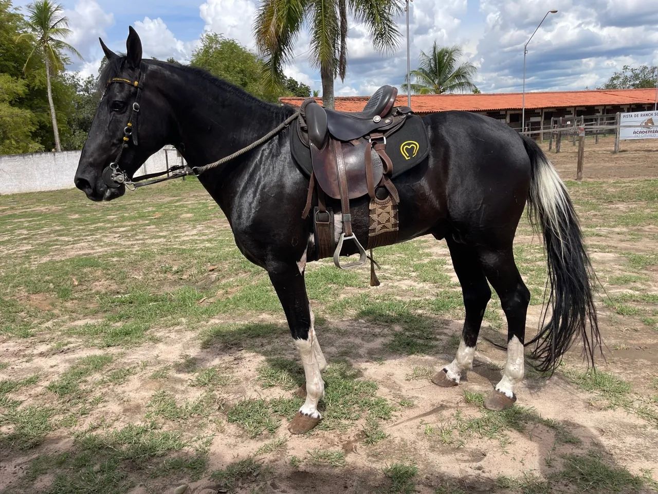 VENDO LINDO CAVALO PAMPA DE PRETO - Foto 2