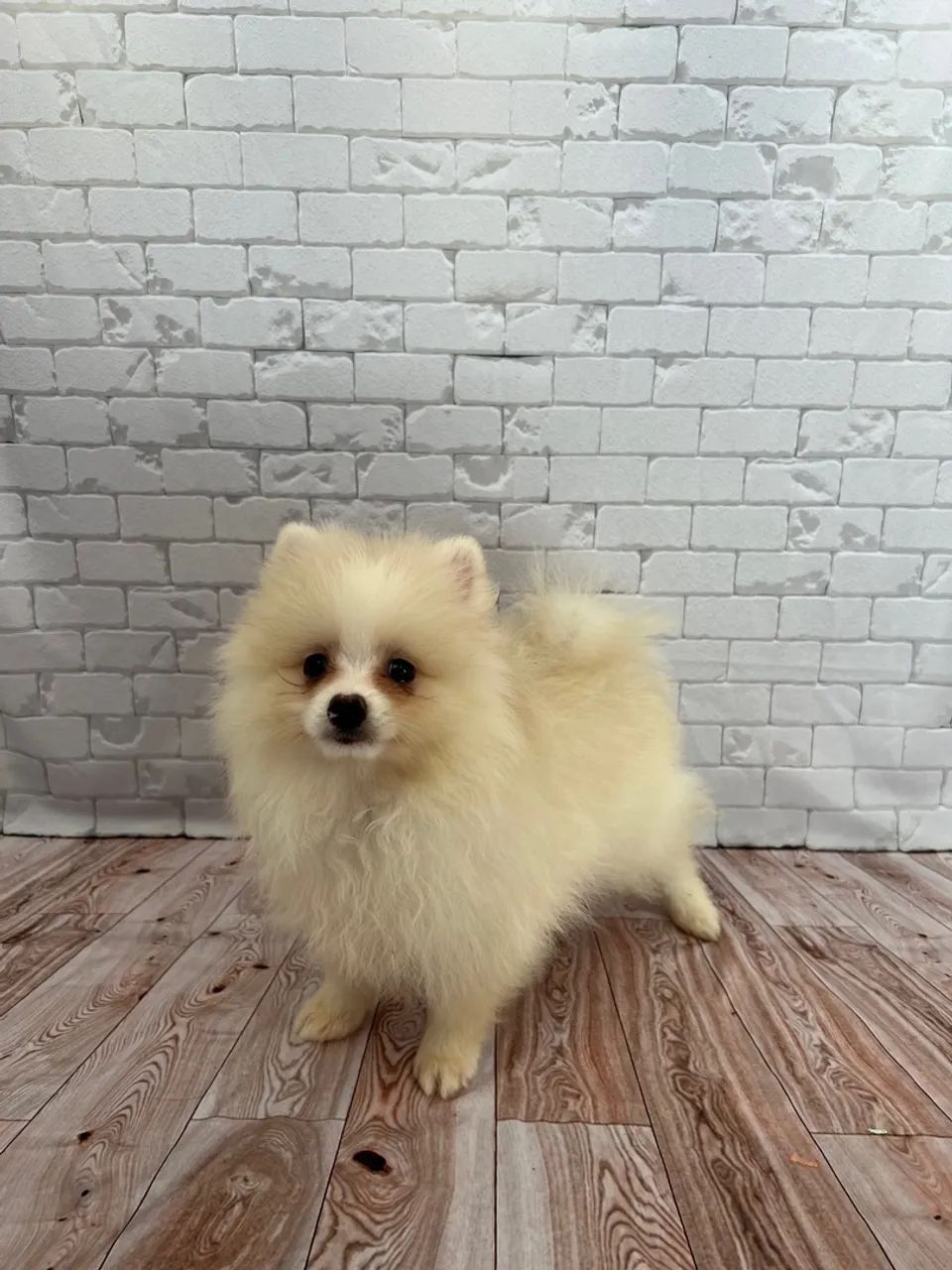 Filhote Lulu da Pomerania - Foto 2
