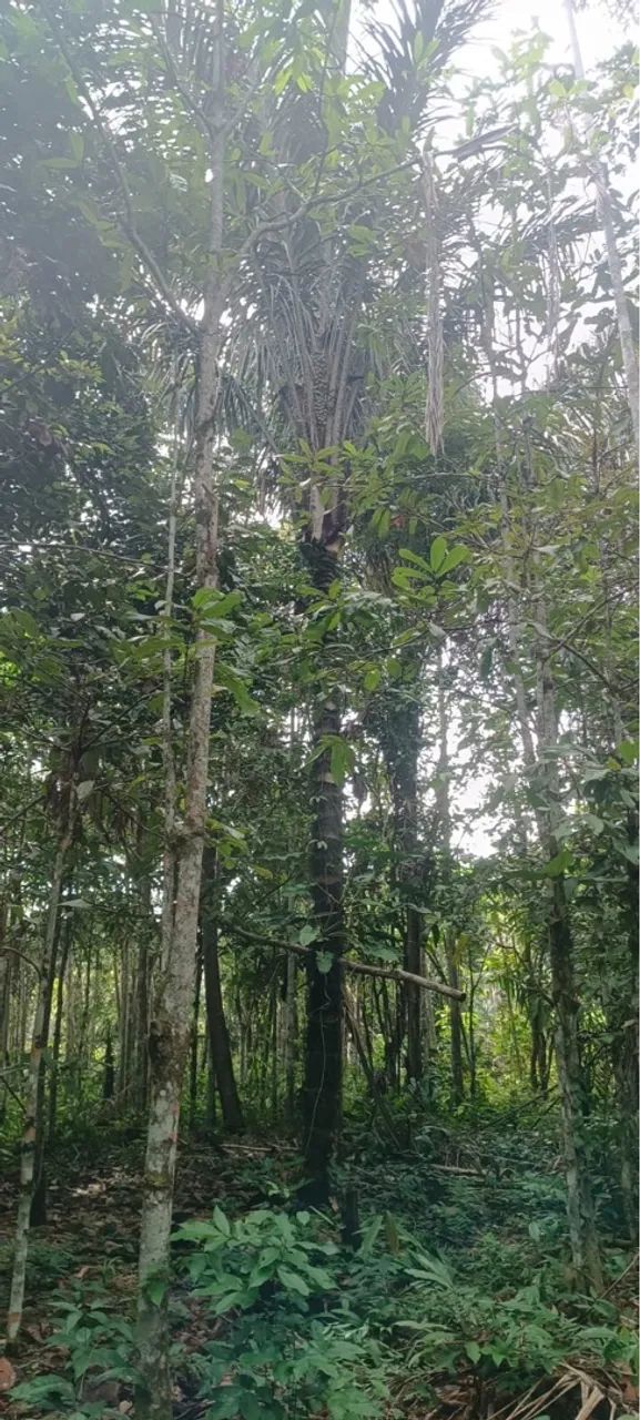 Vendo sítio em Rio preto da Eva com Garape  - Foto 5