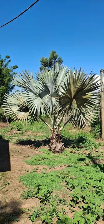 Palmeira Azul