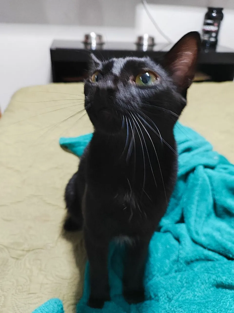 Pretinha