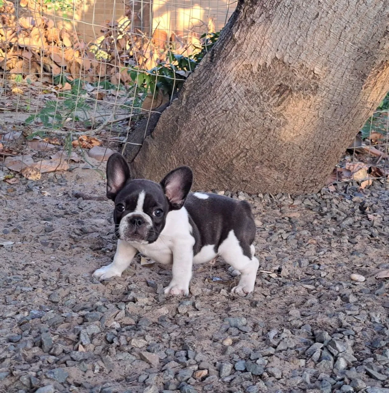Buldogues Francês machos - Vila Canina Serigy