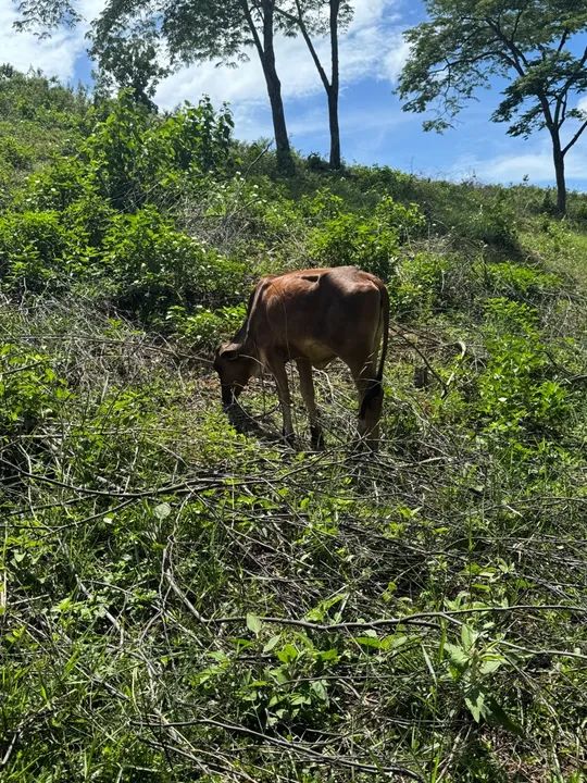 Vaca na hora de parir e gado solteiro  - Foto 3