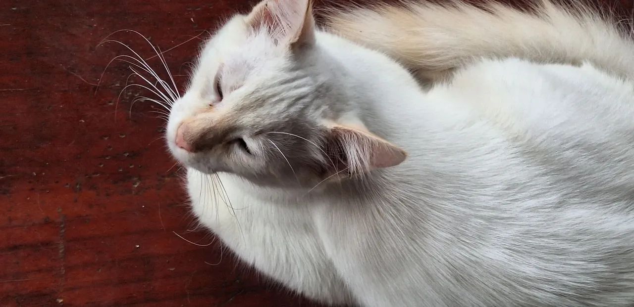 Gato macho branco lindo