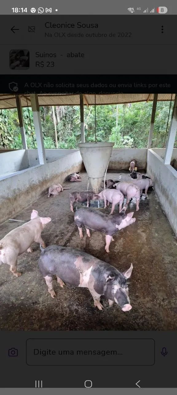 Leitão Suino  - Foto 4