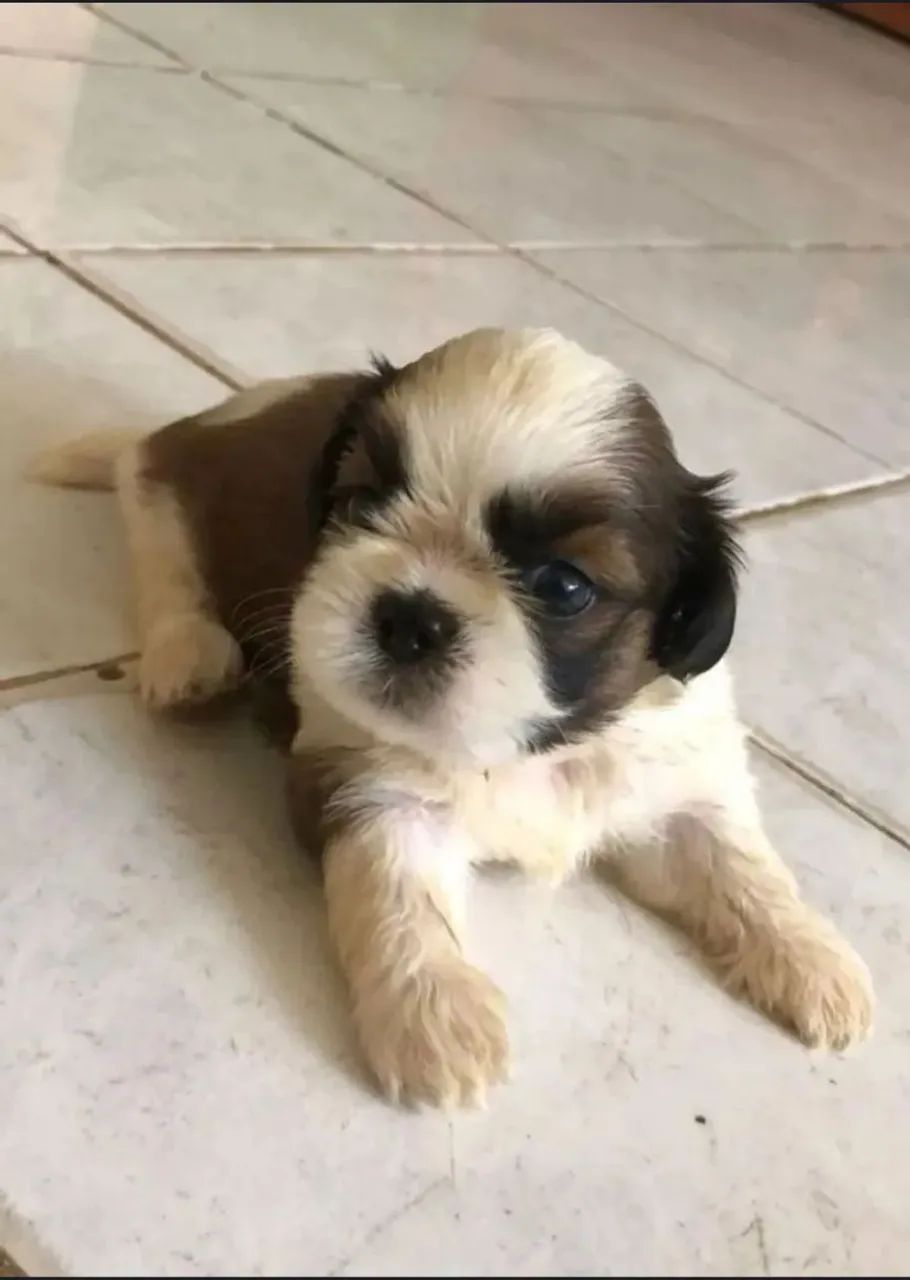 Shih Tzu filhote - Só caninos lindos 