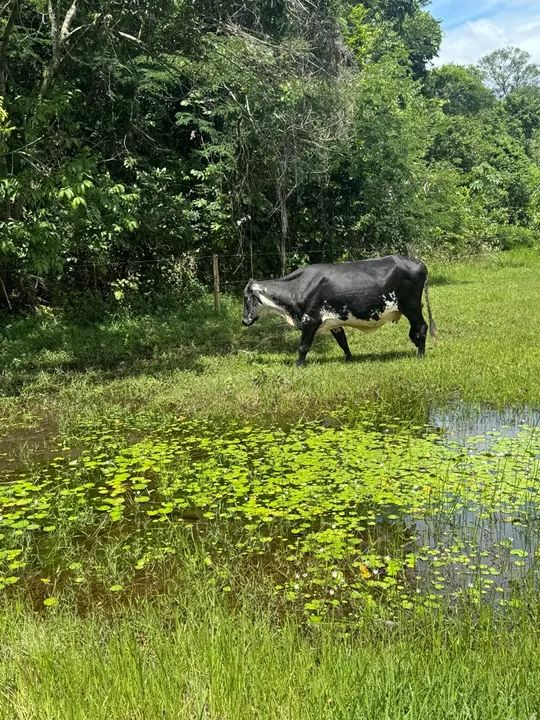 Vaca na hora de parir e gado solteiro  - Foto 2