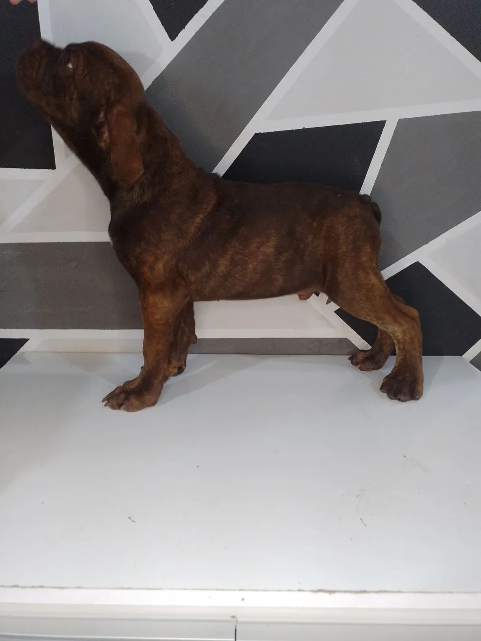 Buldogue campeiro filhote macho - Foto 4