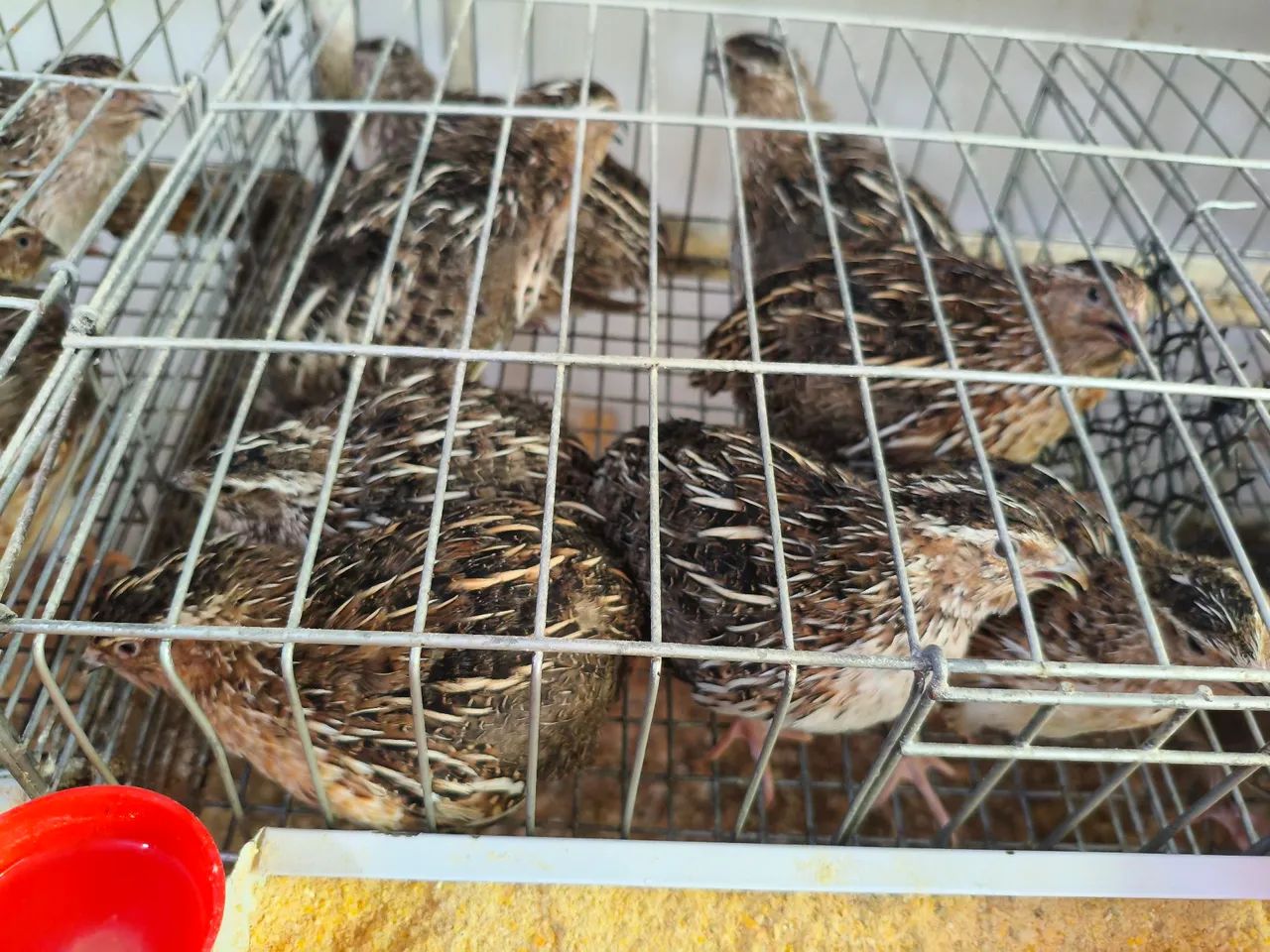 Venda de Codornas Reprodutores - Foto 4