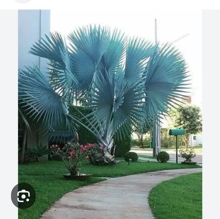 Mudas de palmeira azul