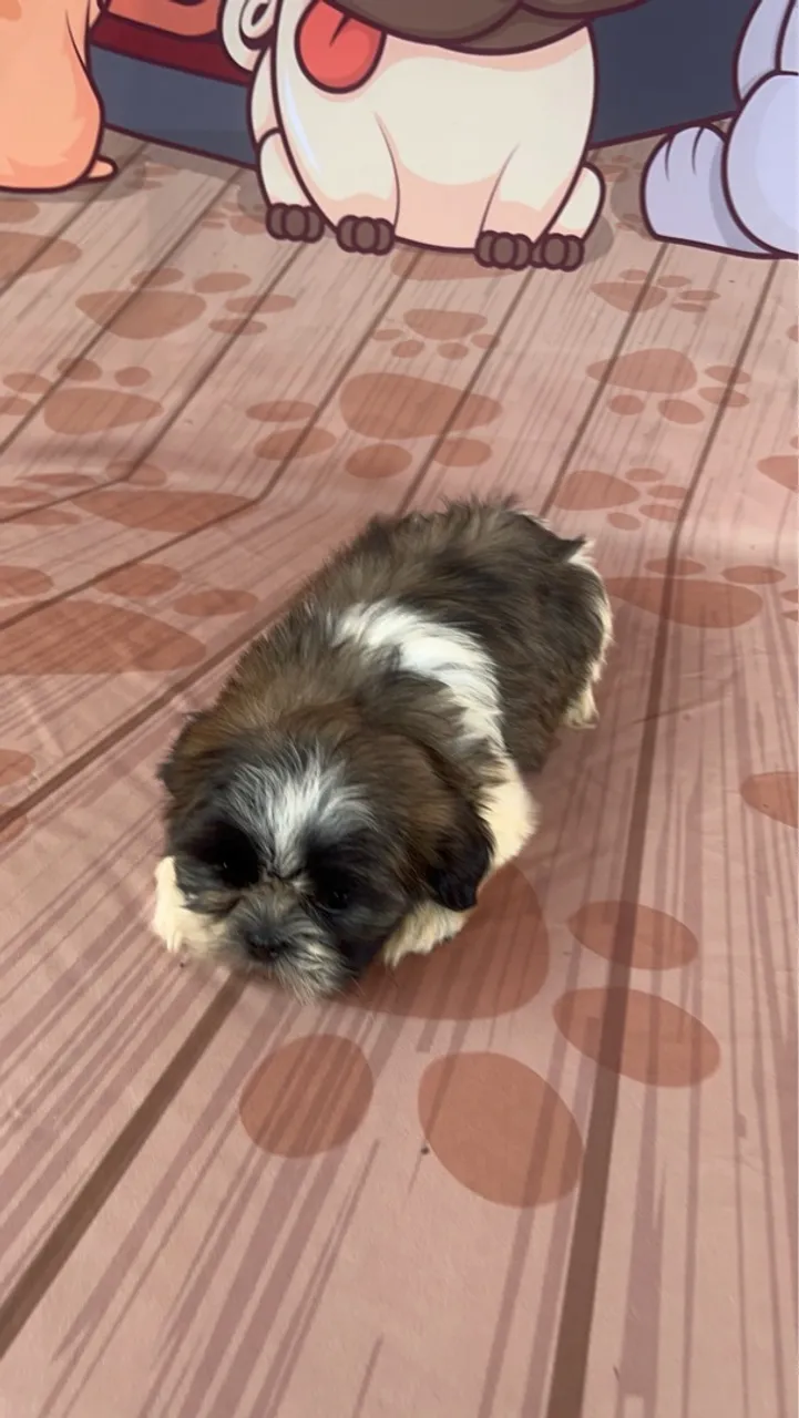 Filhotes de Shih Tzu 