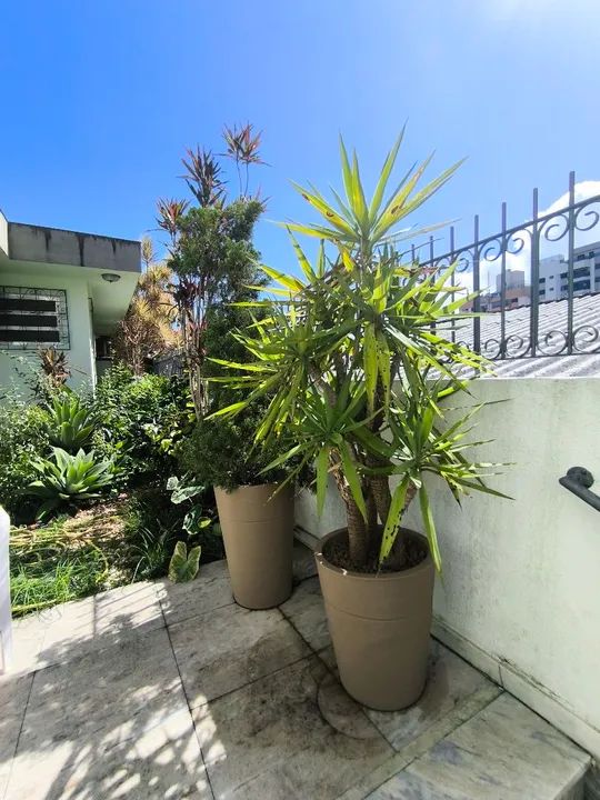 Pinheiro + Vaso cultivado há 10 anos