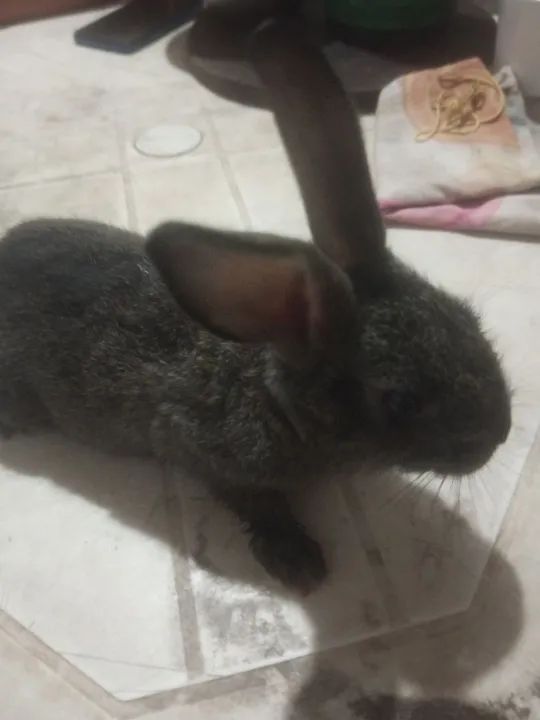 Vende se este coelho 