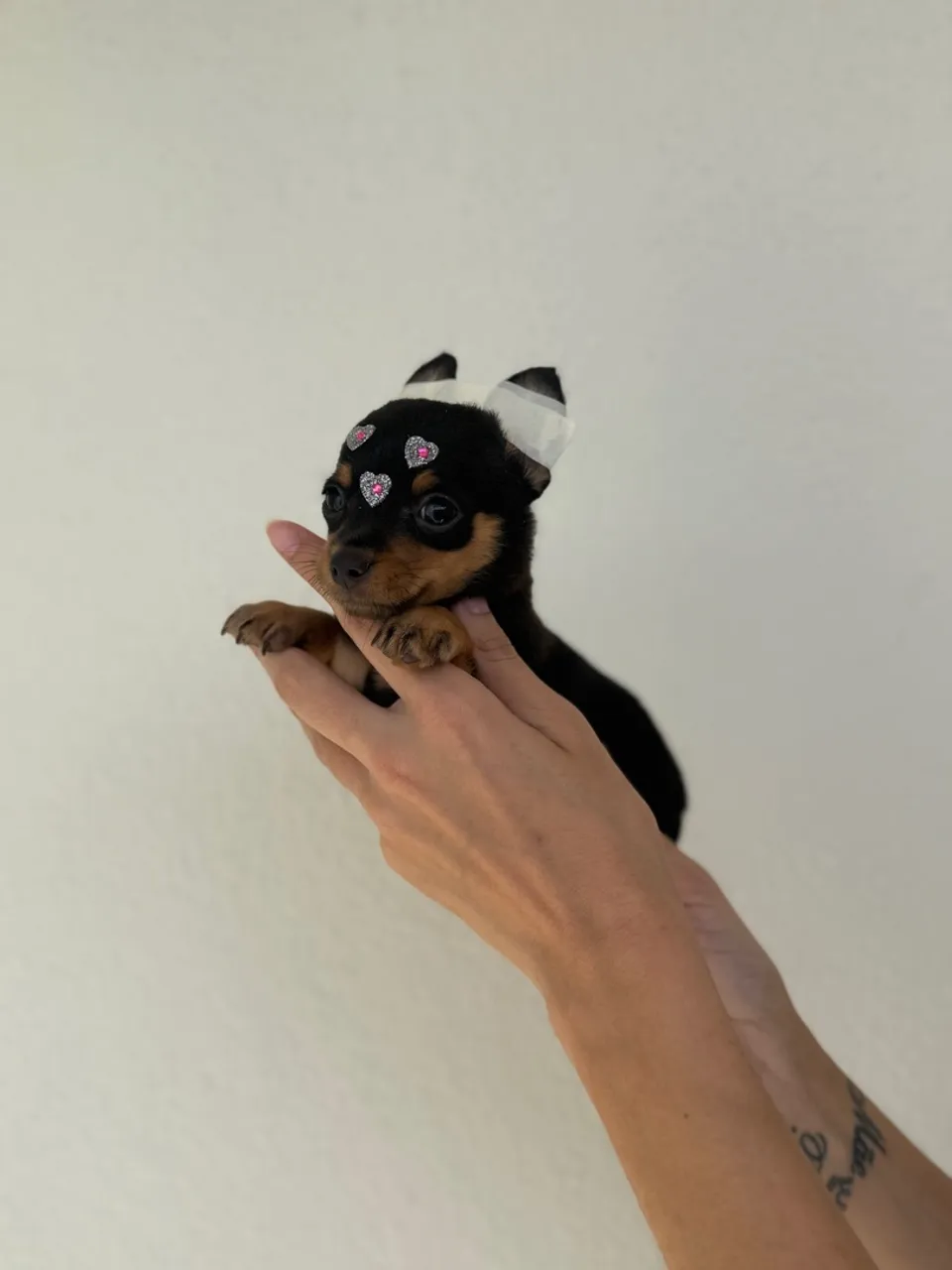 Filhote Pinscher Miniatura - Fêmea