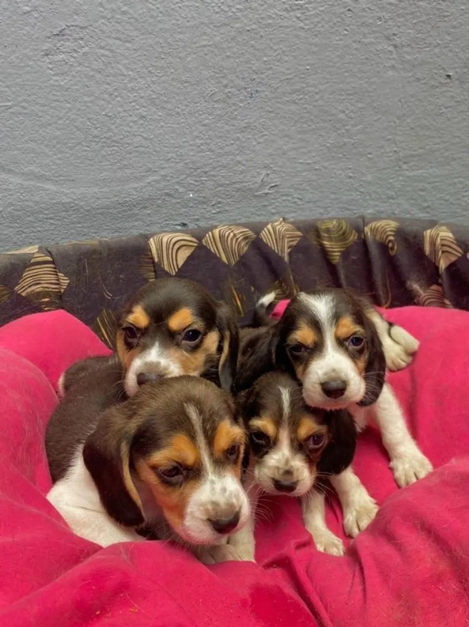 Filhotes de Beagle Vacinados  e Lindos | Machos e Fêmeas 