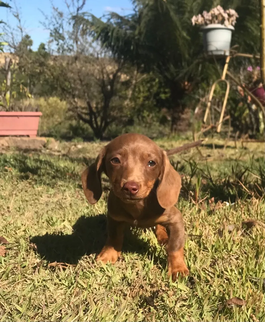 Dachshund (Cofap salsichinha Basset)