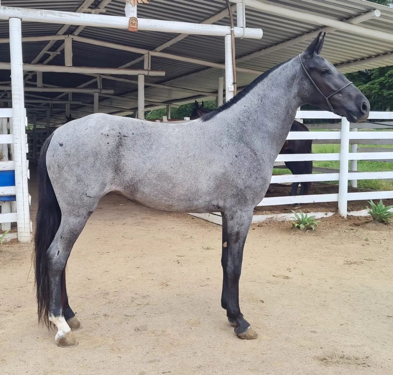 Égua MM marcha picada  - Foto 2