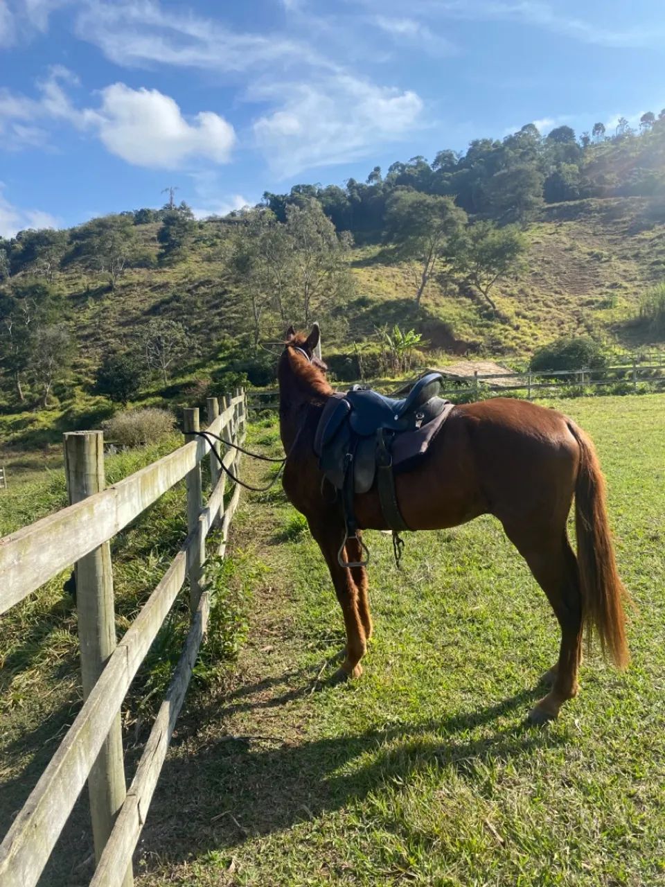 Cavalo para venda - Foto 2