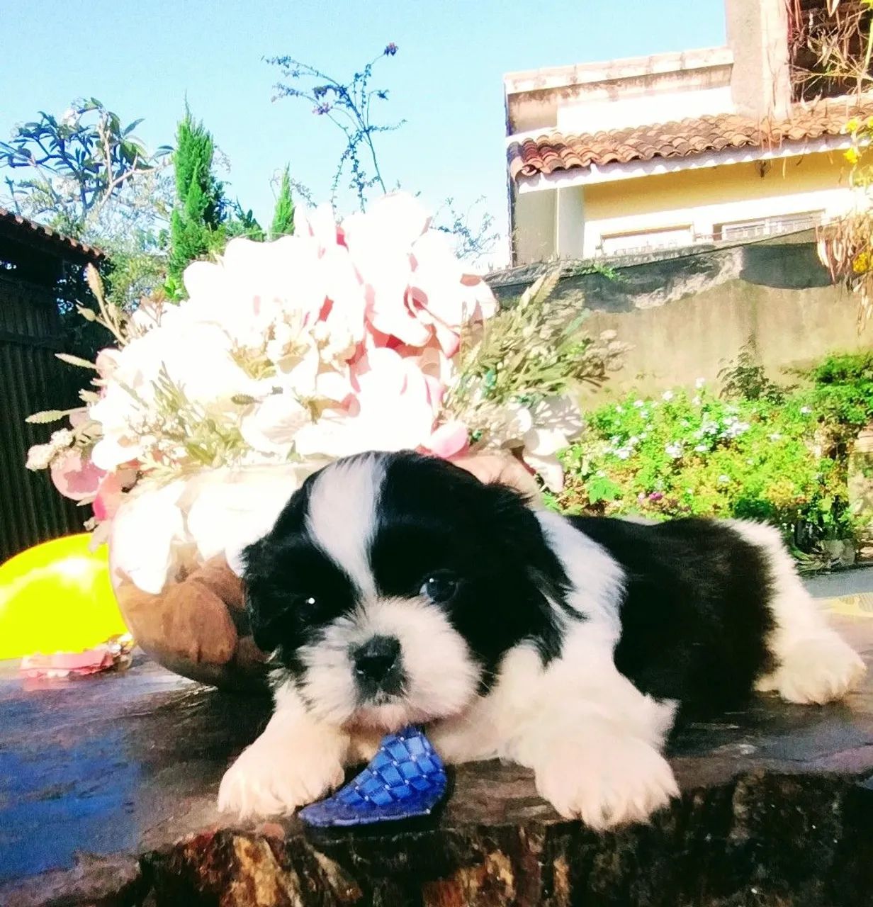 Filhote Shih Tzu - Lindíssimo - Foto 2