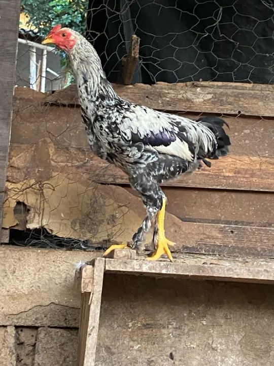 Frangos caipiras  - Foto 2