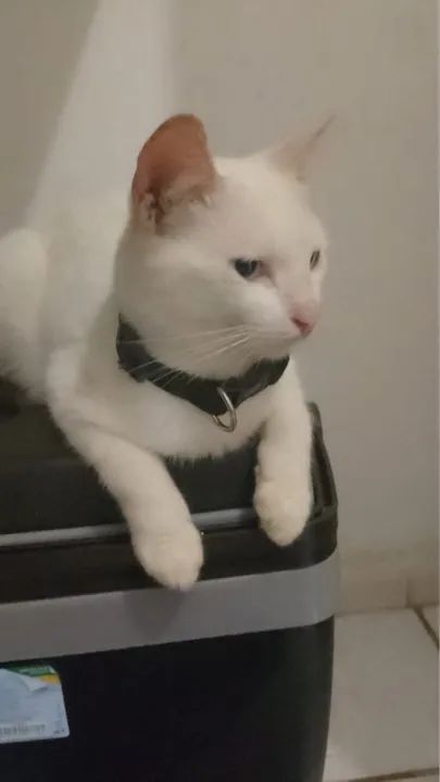 Gato adulto - Foto 4