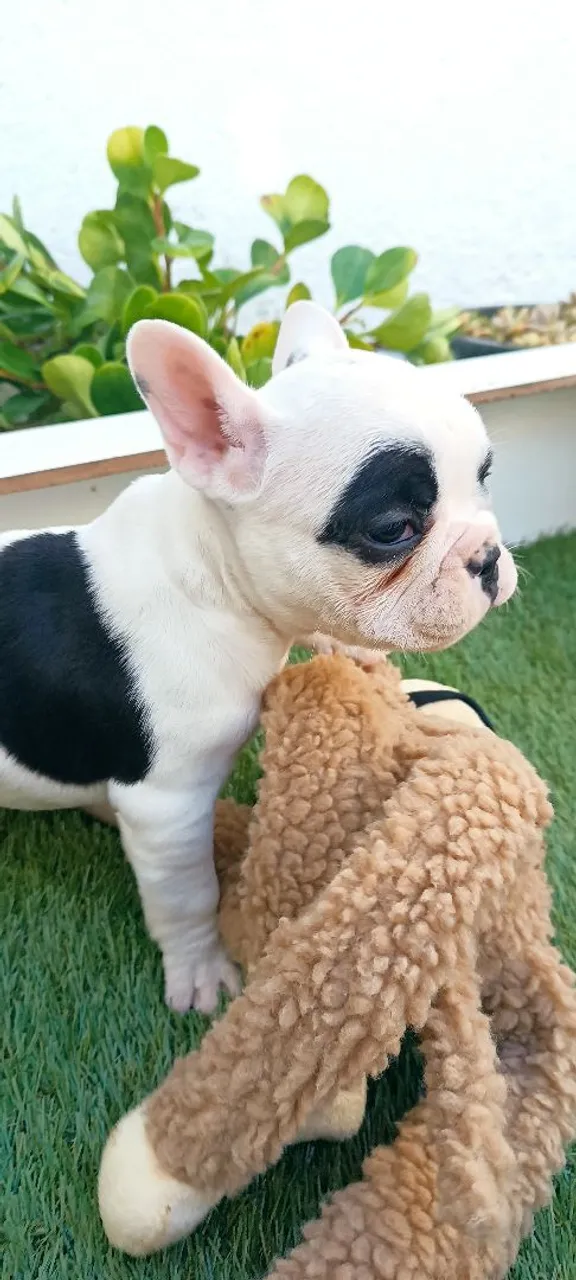 Filhote de Bulldog Francês