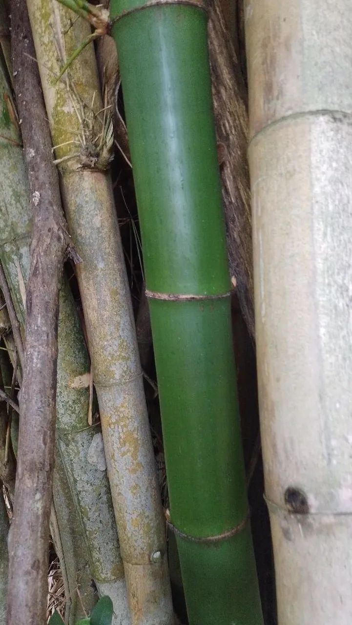 Doação de bambú  - Foto 4