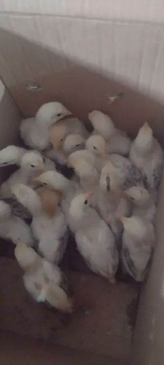 Filhotes de Frango - Pintinhos mestiço índio gigante 