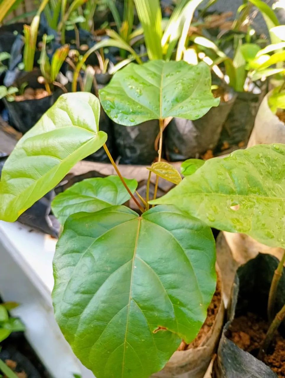 Mudas de colorau vermelho  - Foto 2