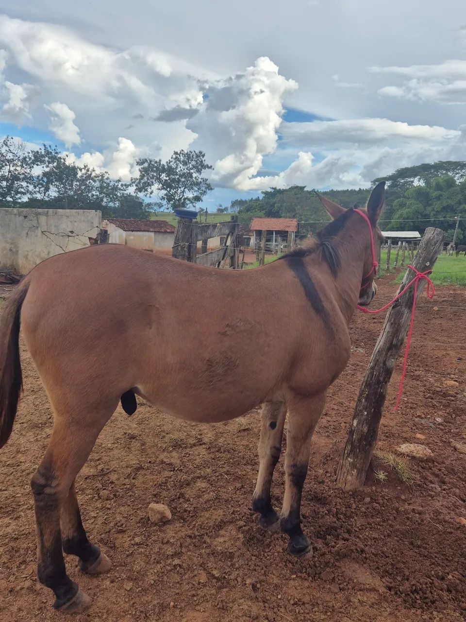 Burrao grafino - Foto 2