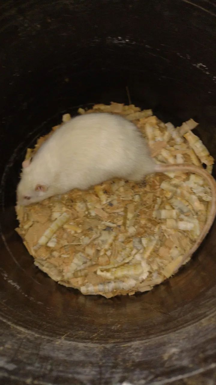 Twister grande adulto  - Foto 2