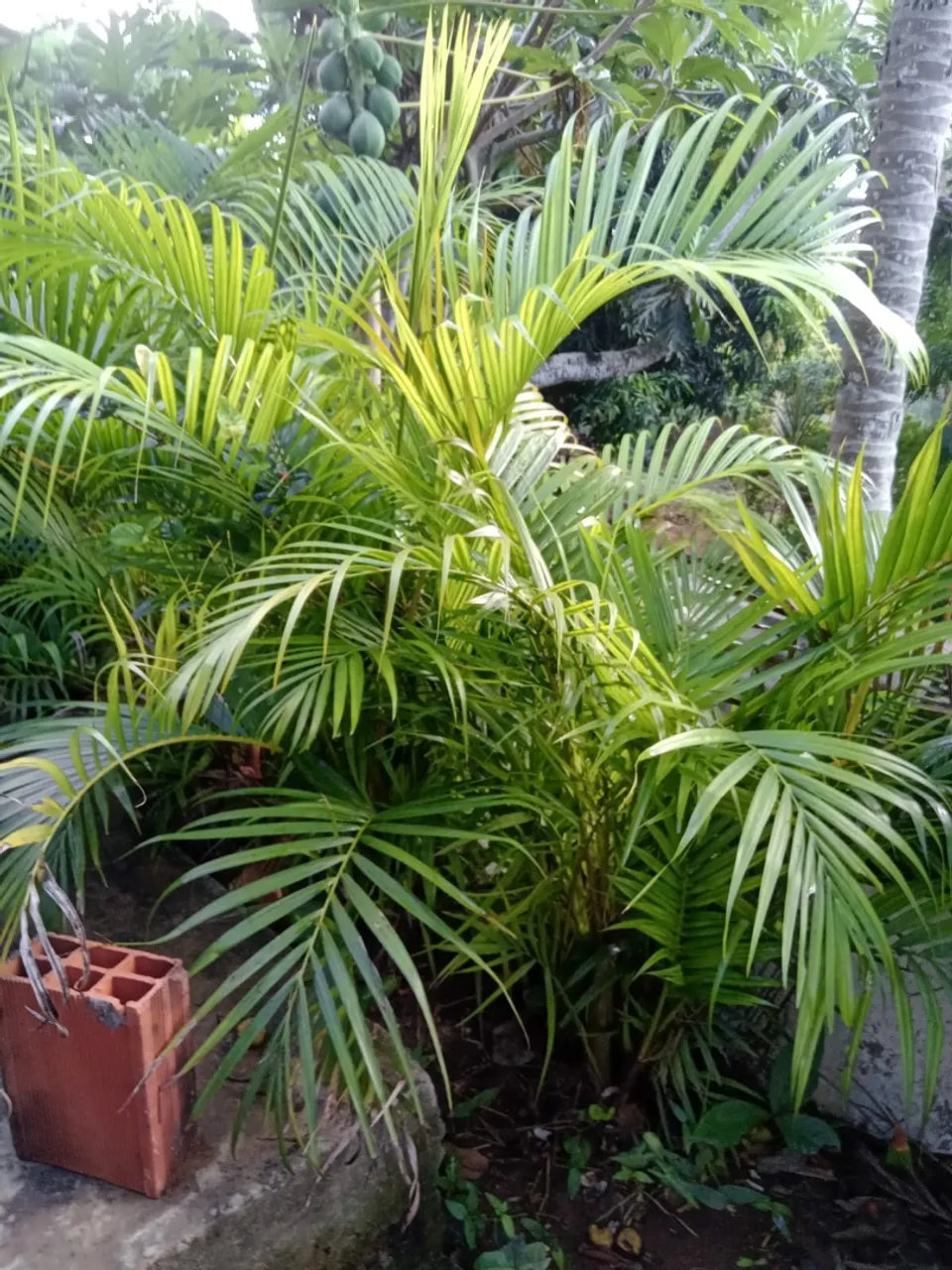 Palmeira Areca - 1,5m