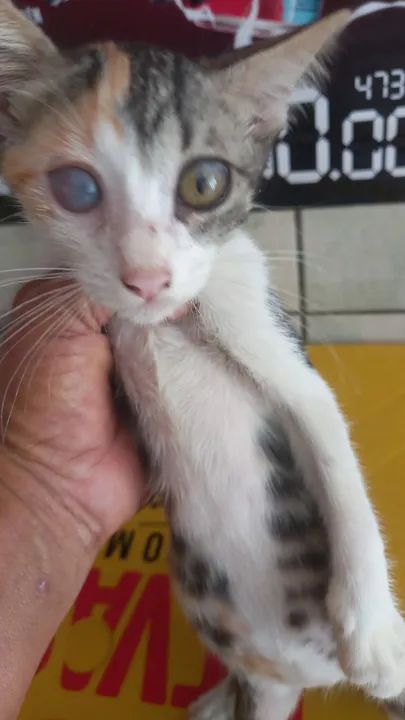 Gatinha tricolor disponível para adoção