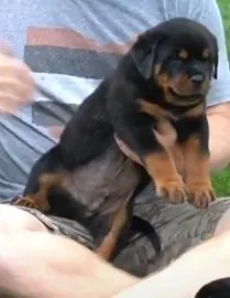 Rottweilers com ótima estrutura - filhotes disponíveis