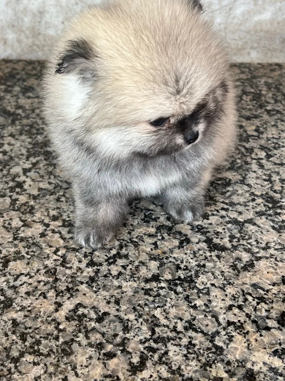 Spitiz alemão - Foto 5