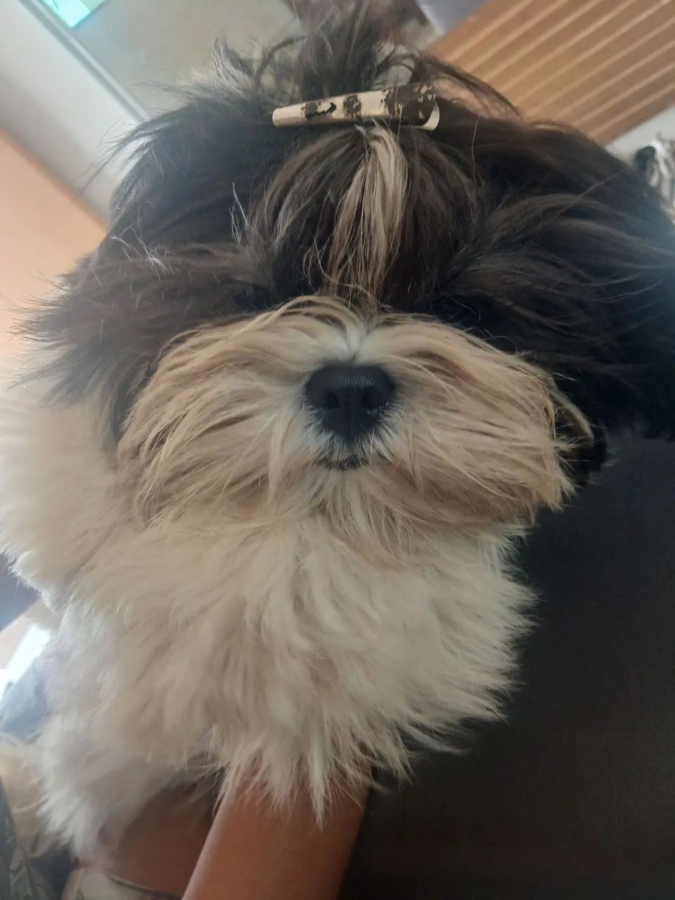 Shih tzu - Foto 4