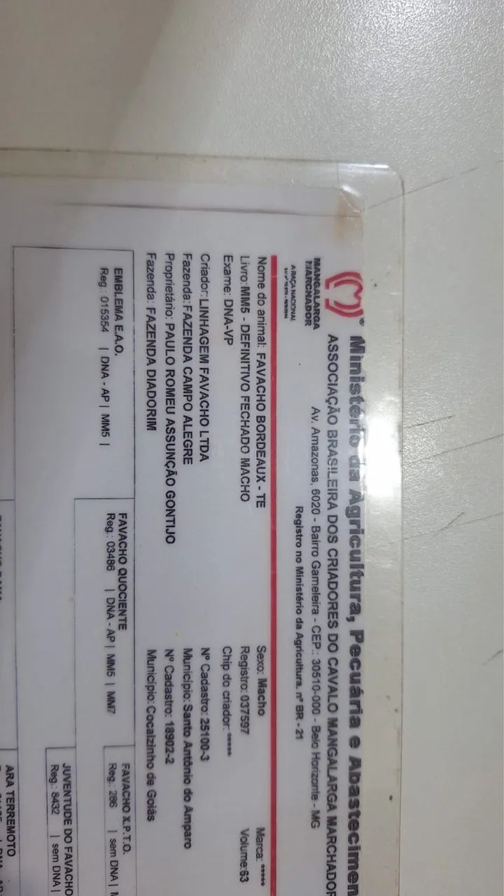 Cavalo mangalarga registrado com inúmeras provas ganhadas - Foto 3