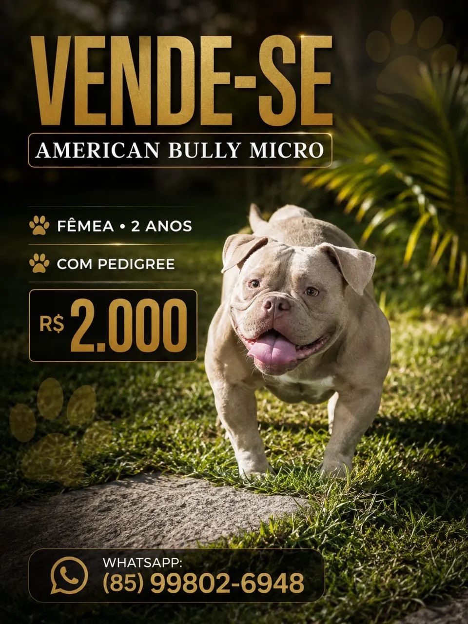 American bully micro 