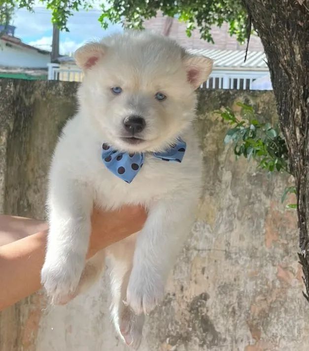 FILHOTE HUSKY *RESERVA*