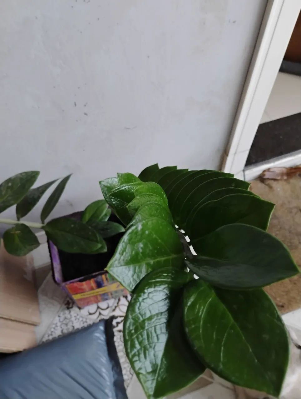 Planta Zamioculca com 60 cm - Foto 2