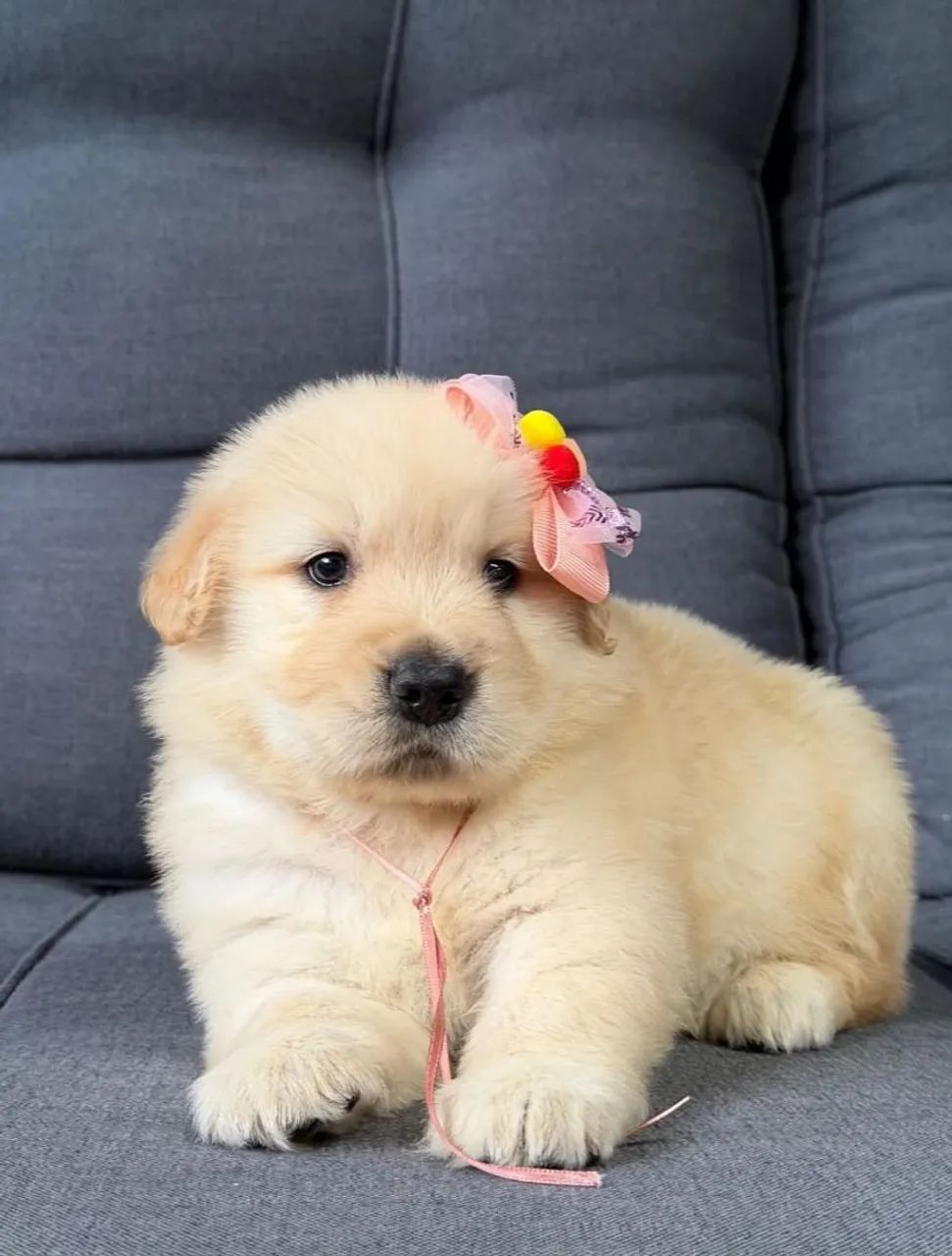 Golden Retriever  - Foto 3
