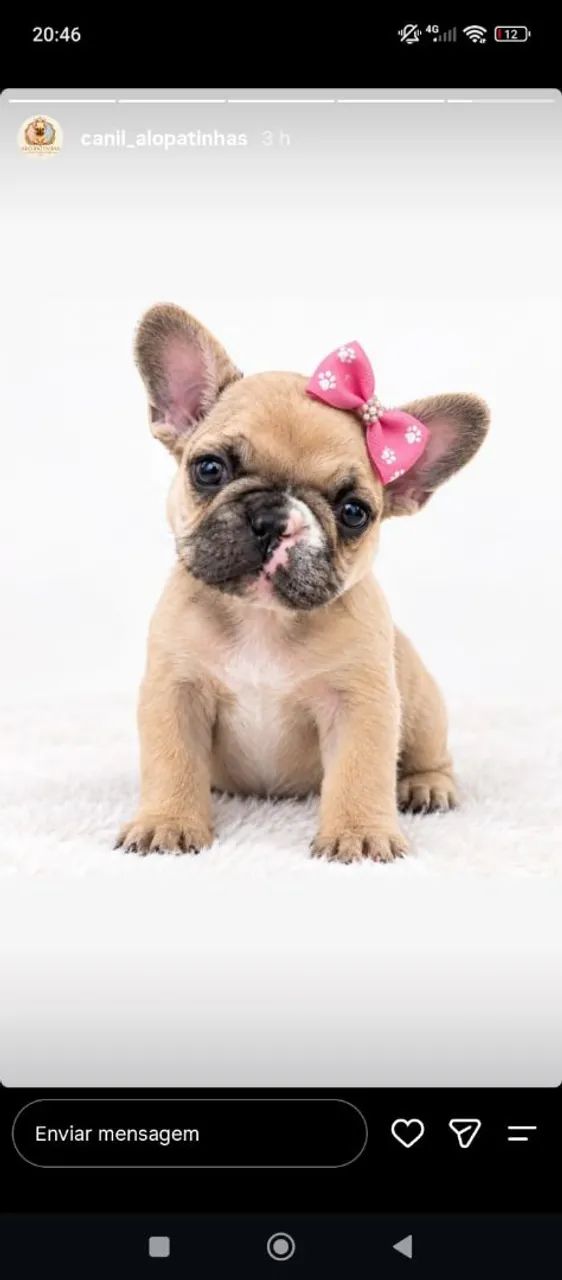 Cachorro - Foto 2