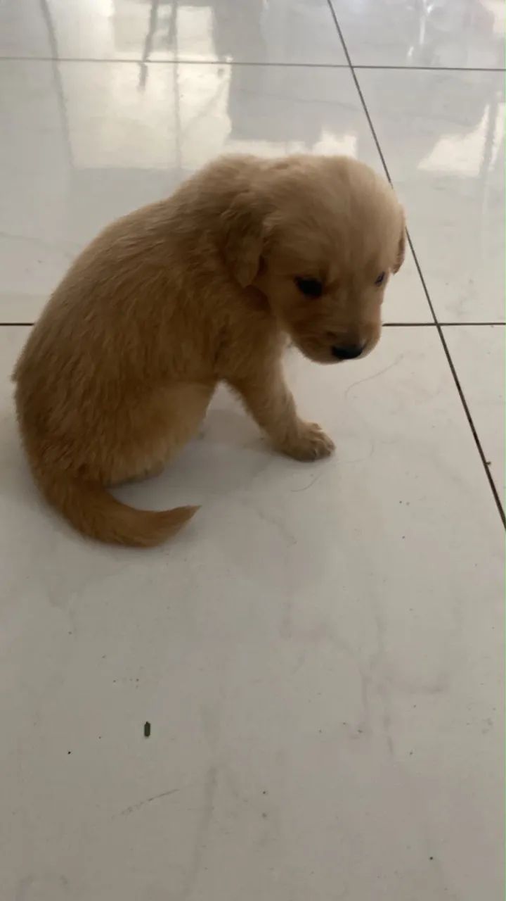 Golden retriever 
