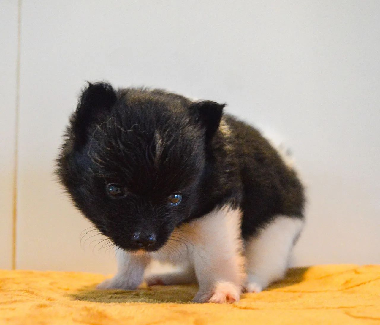 Lulu da Pomerania - Foto 3