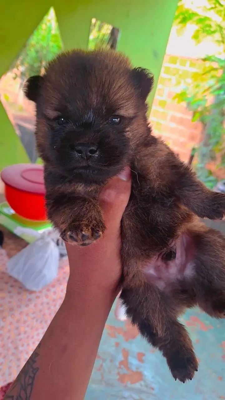 Filhotes de chow-chow  - Foto 2